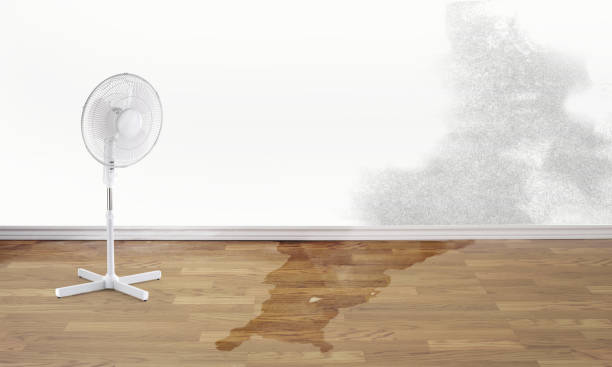 Best Carpet water damage restoration  in Quail Ridge, FL