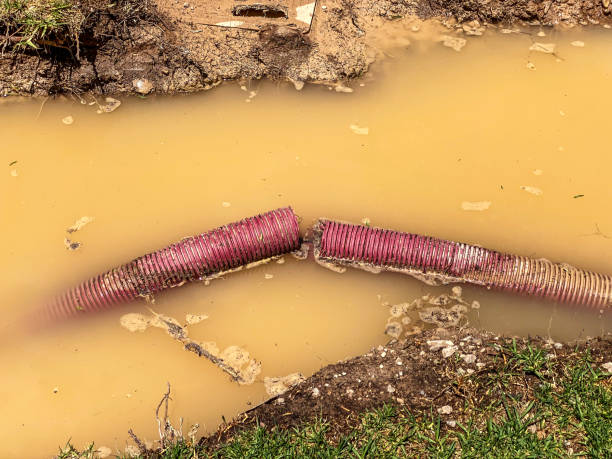 Best Water damage cleanup near me  in Quail Ridge, FL